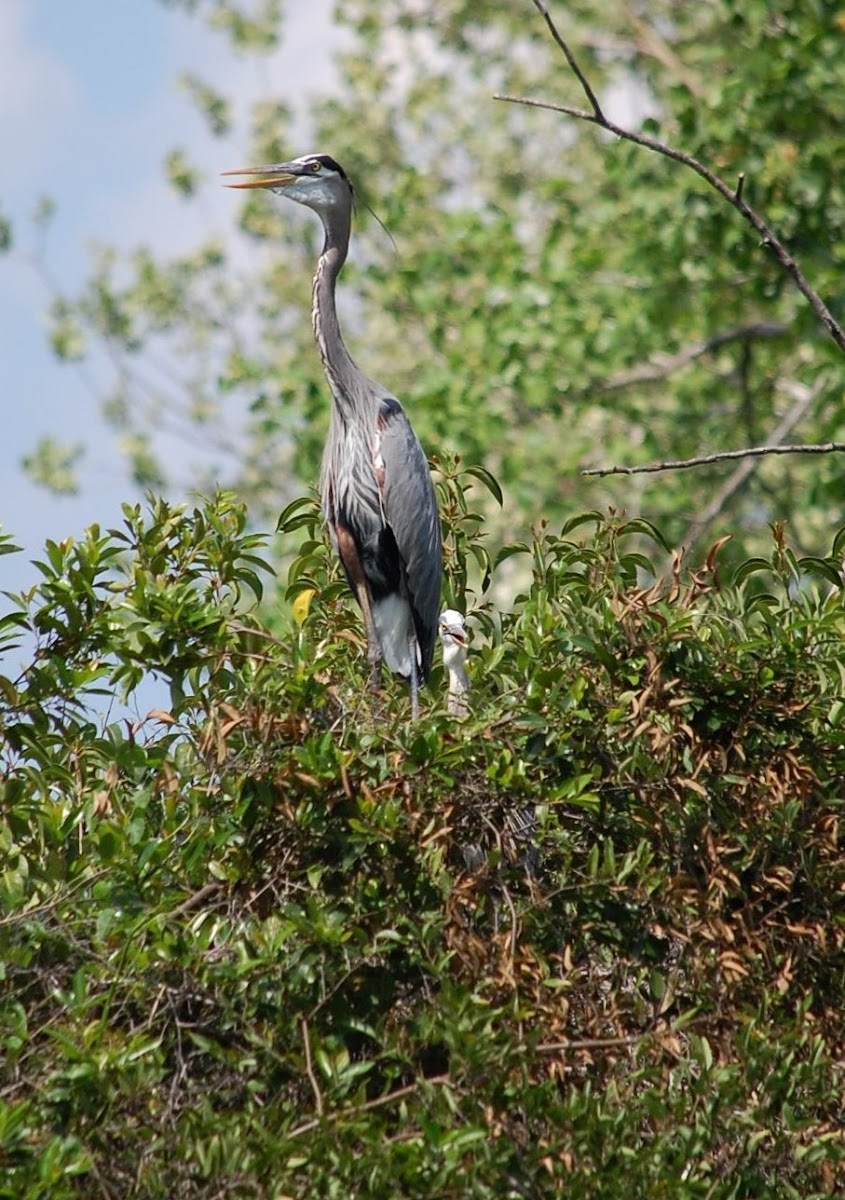 Great Blue Heron & little ones in nest
