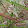 White Flower Spider
