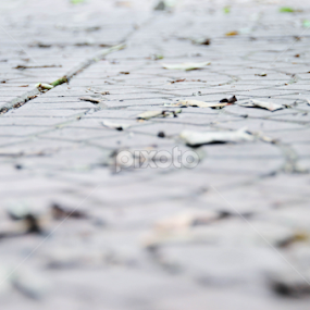 The Path by Shahrul Izzat - Nature Up Close Rock & Stone