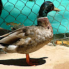 Mallard (Male)