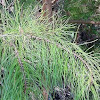 Sand Pine,scrub/spruce pine