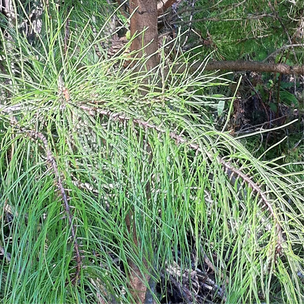 Sand Pine,scrub/spruce pine Project Noah