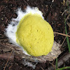 scrambled egg slime mould