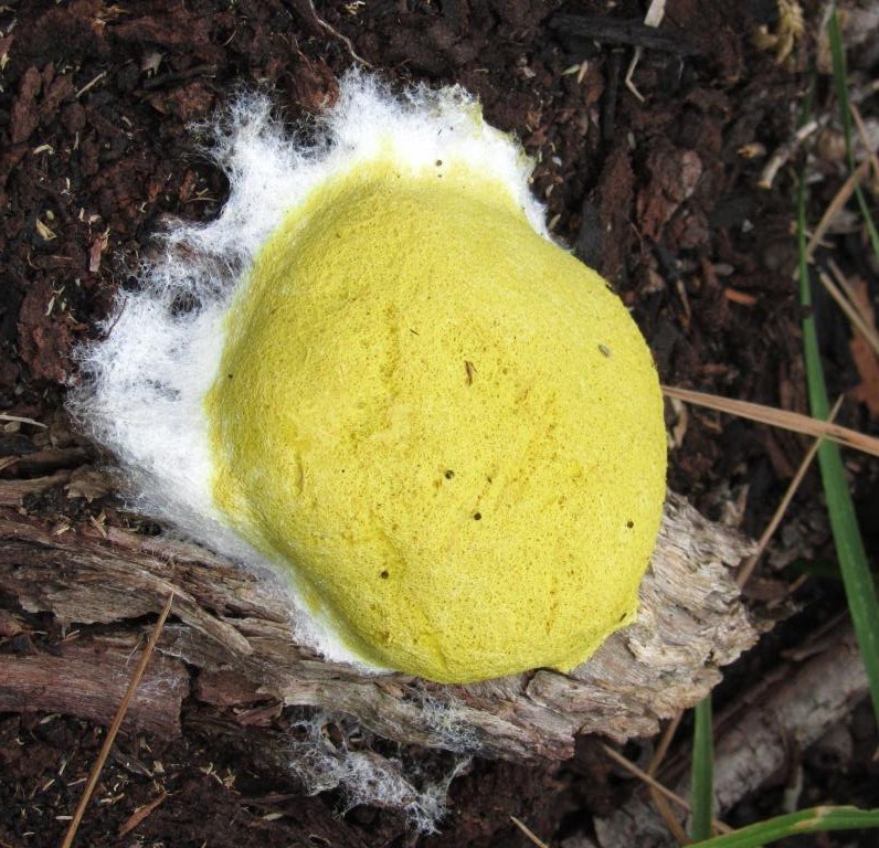 scrambled egg slime mould
