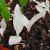 Albino Corn seedlings