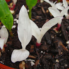 Albino Corn seedlings