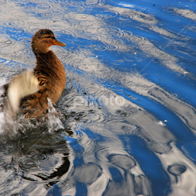 by Candy (Ellison) Downs - Animals Birds