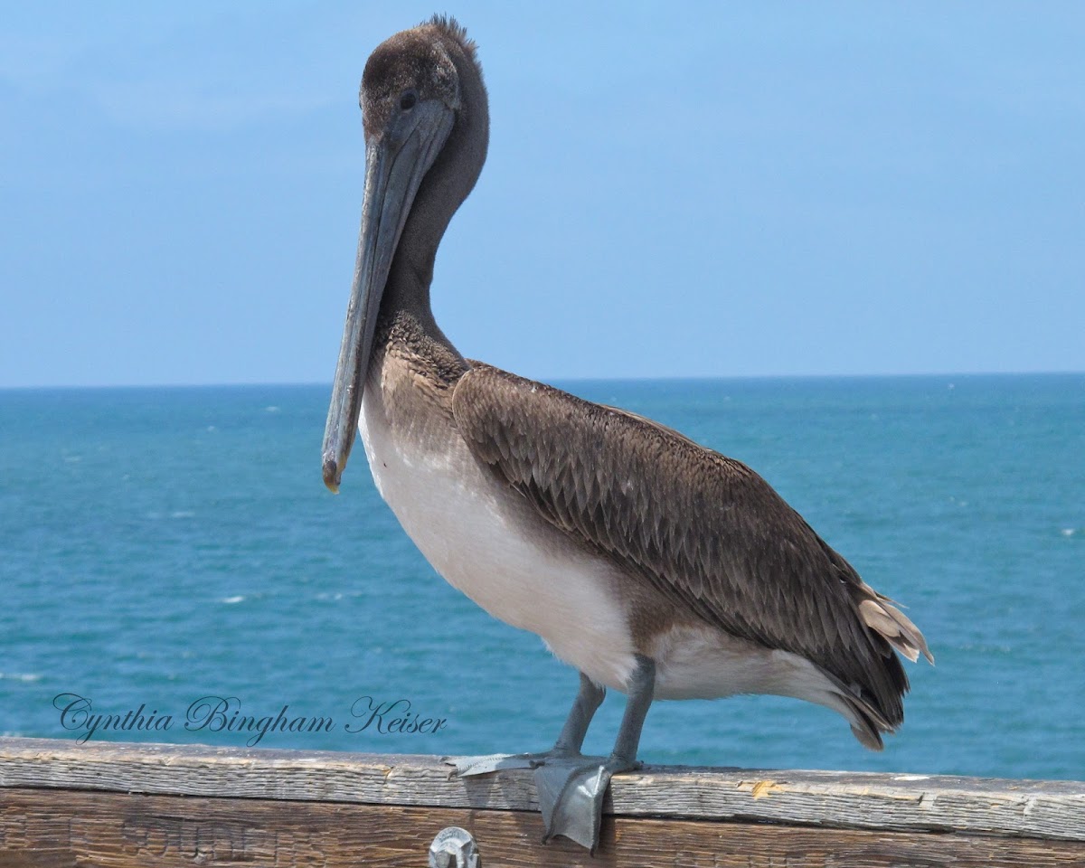 (Juvenile) Brown Pelican