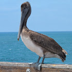 (Juvenile) Brown Pelican