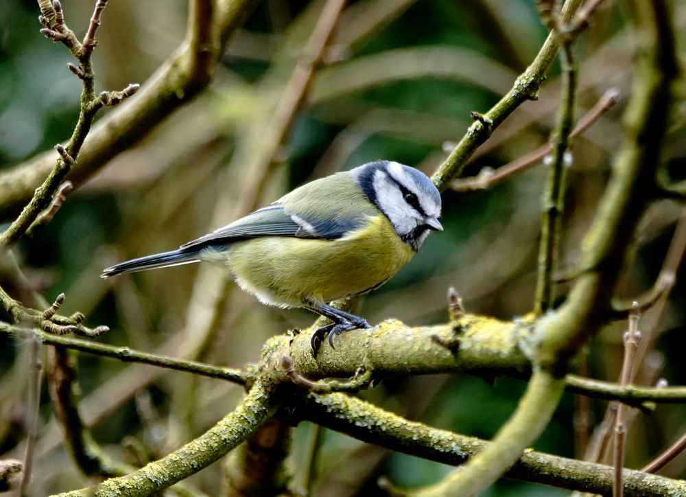 Blue Tit