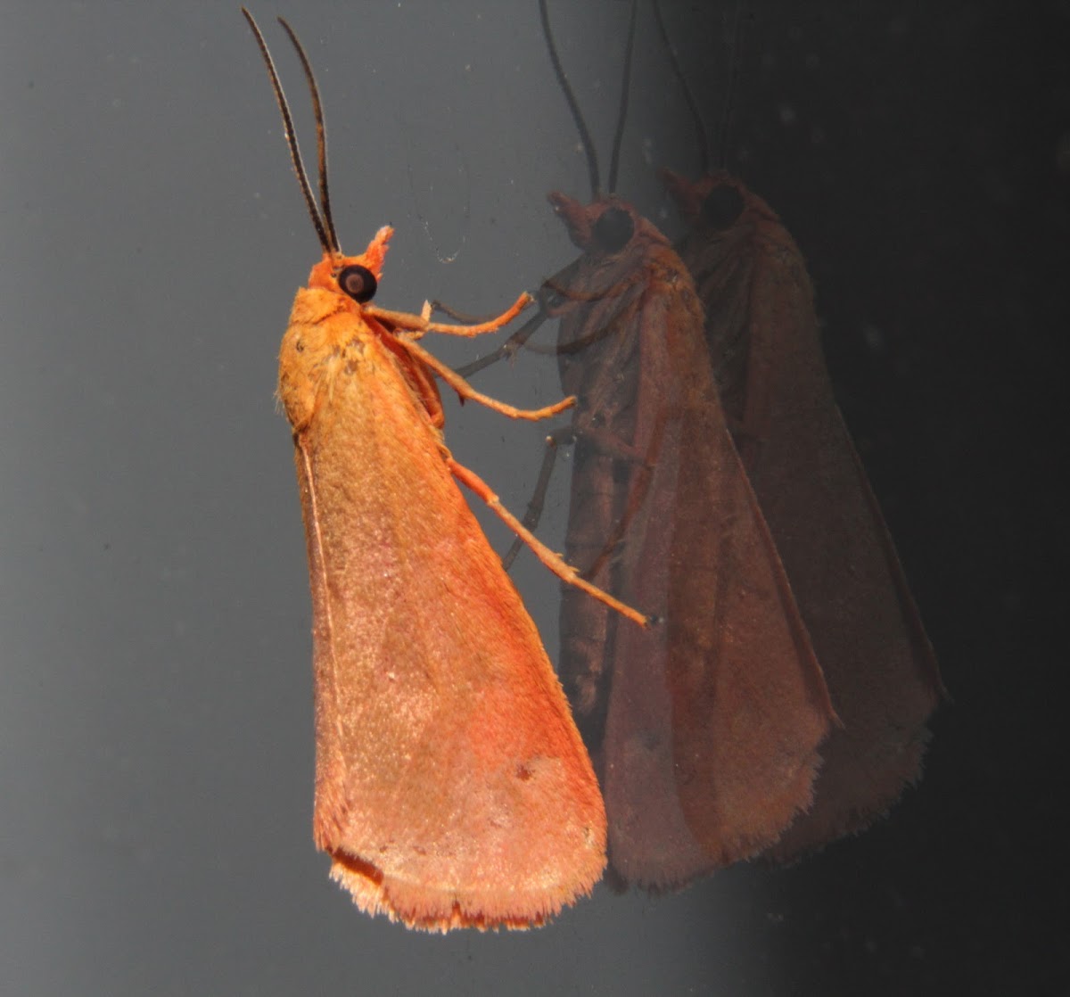 Immaculate Holomelina Moth