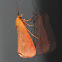 Immaculate Holomelina Moth