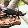 Beetle -  Patent-leather Beetle
