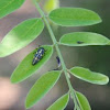 Polished Lady Beetle Larva