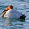 Common Pochard (male)