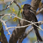 Fork-tailed drongo