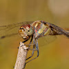 Libélula (Common Darter)