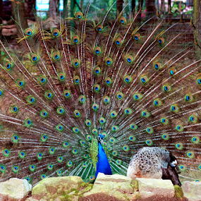 Peacock by Antonio Amen - Animals Birds