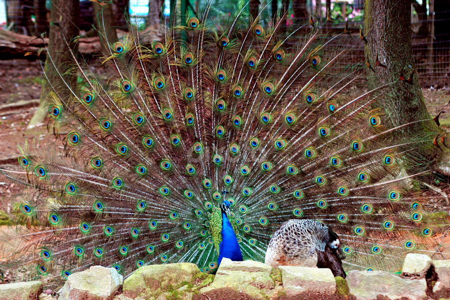 Peacock by Antonio Amen - Animals Birds