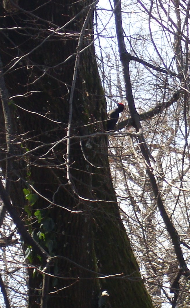 Black Woodpecker / Crna žuna