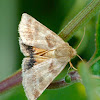 Lynx flower moth