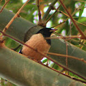 The Rosy Starling