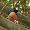 The Rosy Starling