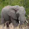 African Bush Elephant