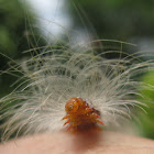 Arctiid Moth Caterpillar