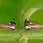 Thorn Mimic Treehopper