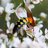 Flower wasp