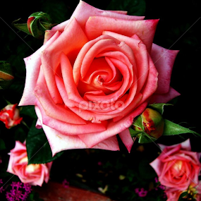 A Beautiful Rose for a Beautiful Rose... by नवीन जोशी - Flowers Flower Gardens