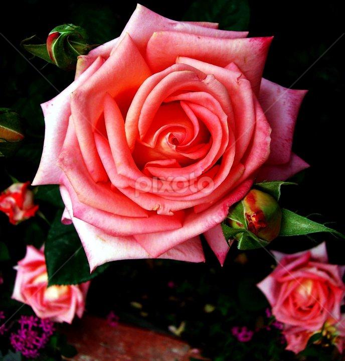 A Beautiful Rose for a Beautiful Rose... by नवीन जोशी - Flowers Flower Gardens