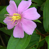 Sendudok (Straits Rhododendron )