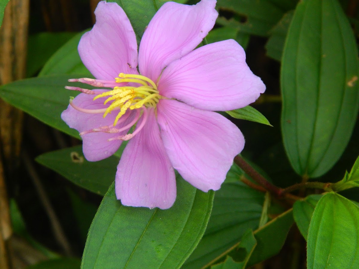Sendudok (Straits Rhododendron )