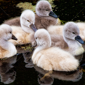 by Nancie Rowan - Animals Birds