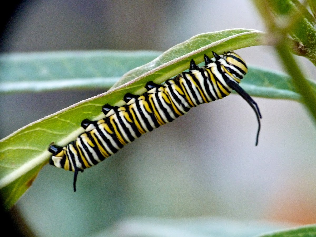 Monarch (caterpillar)