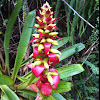 Bromeliad