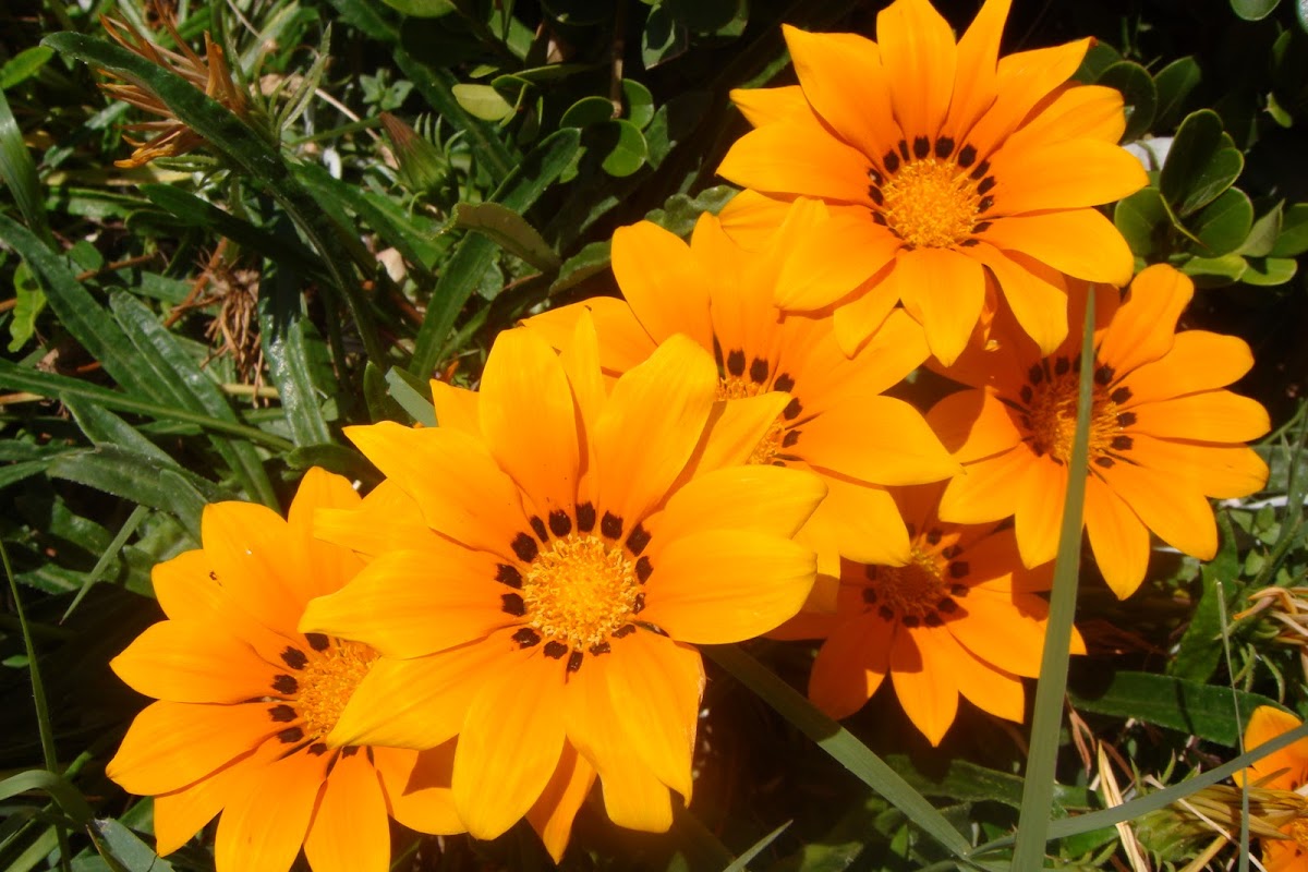 Gazania rigens (Flowers from Antalya)