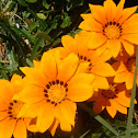 Gazania rigens (Flowers from Antalya)