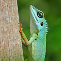 Green-crested Lizard