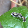 Thyrididea Moth