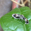 Thyrididea Moth