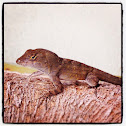 Brown Anole