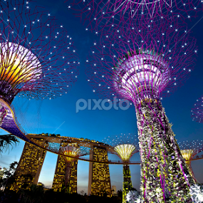 Garden by the bay by Hendrik Cuaca - City,  Street & Park Night