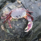 purple rock crab