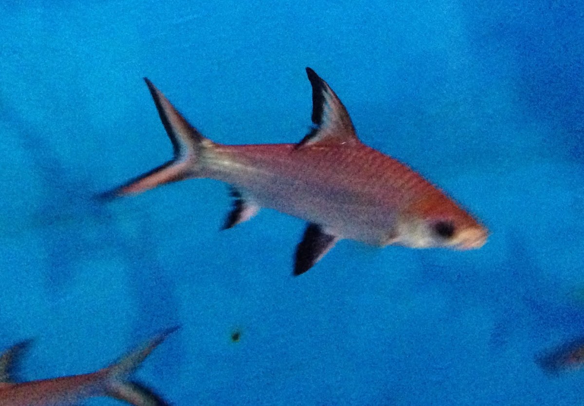 Bala Shark
