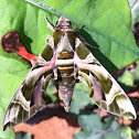 Oleander hawk moth