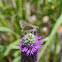Northern Cloudywing Skipper
