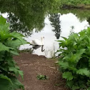 Mute Swan